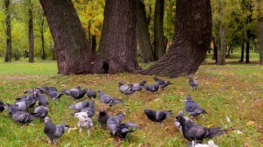 杰克罗素梗狗追逐鸽子增加了两倍树宠物狩猎鸟自然公园杰克梗狗品种有趣的公园后院追逐鸟